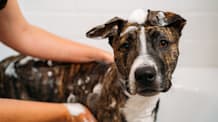 Dog Sprayed by Skunk? 10 Steps to Remove the Smell