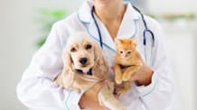 Tylosin for Pets: Is This Antibiotic Right for Your Dog or Cat?