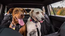 Dog Road Trip: Essential Tips for Your Pup's Safe, Happy Journey