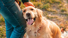 Can You Switch Flea and Tick Medicine? 