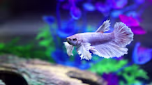 Play with Your Betta Fish: Easy Ways to Engage & Keep Them Happy