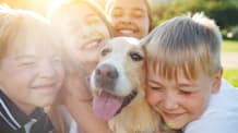Petco Love Lost: How to Find a Lost Pet Fast
