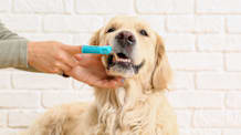 How to Brush a Dog's Teeth — and Why It Matters