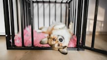 How to Pick the Perfect Dog Crate Size for Your Furry Friend