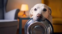 How to Tell If Your Dog Is Overweight