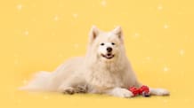Dog Astrology: What’s My Dog’s Star Sign?