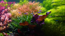 Self-Sustaining Aquarium Fish Tank: Complete Setup Guide