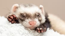 Ferret Breeds, Colors & Types: How to Choose