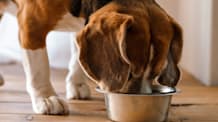 Elevate Pet Meals: How Food Toppers Boost Health, Flavor & Nutrition