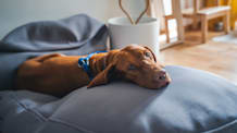 When to Replace Your Dog's Bed (& How to Care for It)