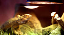 Reptile UVB Light Guide: What Every Pet Parent Needs to Know