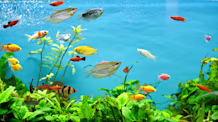 How to Set Up a Fish Tank: Complete Setup Guide