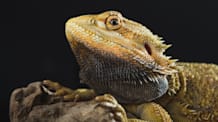 Why Do Bearded Dragon Beards Turn Black?