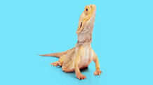 Bearded Dragon Brumation: Brumating or Sick? Know the Key Signs