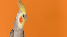 How to Groom Your Bird: Feathers, Nails & Wings for a Healthy Pet