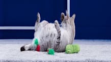 Why Senior Cats Gain Weight & Safe Methods to Help Them Slim