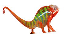 Chameleon Color Changes: How, Why & What Your Pet's Hues Mean