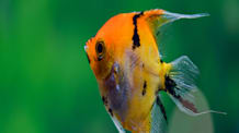 Is Your Aquarium Fish Sick? Spot & Treat Cotton Wool Disease Fast!