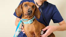 Dog Allergies: Symptoms, Causes, and Treatment Options