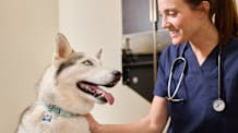 Vet-Recommended Dog Food for Allergies: Top Ingredients to Look For