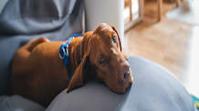 Fluoxetine for Pet Anxiety: Is This Medication Right for Your Dog or Cat?