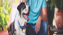 Why Your Dog Needs a Routine: Reduce Stress & Improve Training