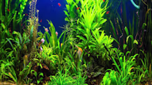Freshwater vs. Saltwater Aquarium Costs: Which Is Cheaper for You?