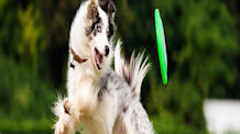 Prepare Your Dog for a Safe, Happy & Fun Park Visit: Essential Guide