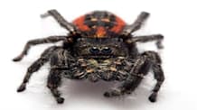 Jumping Spider Care Sheet