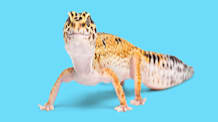 Leopard Gecko Not Eating? Discover Causes & Solutions Now!