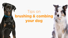 How Often Should You Brush Your Dog? Coat Type Guide & Tips