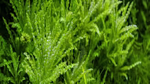 Pogostemon Helferi: How to Grow & Care for This Aquarium Plant