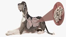 Pyrantel Pamoate: What It Treats & How to Use for Pet Worms