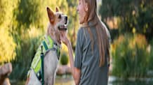 Hiking with Your Dog: Essential Prep & Safe Trail Adventures