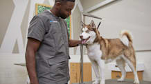 Winter Grooming for Dogs