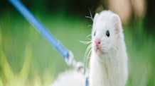 Ferret Ownership: Your Essential Guide Before Getting This Pet