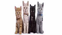 Find the Perfect Cat Name: Popular & Unique Ideas for Your Feline