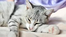 Is Your Cat Anemic? Signs, Causes, & What to Do Next