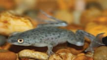 African Dwarf Frog Care: Habitat, Food & Health for Thriving Frogs
