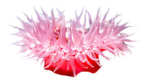 Anemone Care Guide: Tank, Food, & Compatibility for Experienced Aquarists