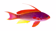 Anthias Care: Set Up a Thriving Tank for Vibrant, Healthy Fish
