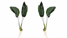 Anubias Nana Care: Easy & Beautiful Aquarium Plant for Beginners