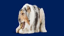 Dog Teeth Brushing: How Often? Top Tips for a Healthy Smile!