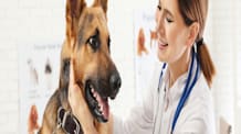Pet Allergy Relief: Apoquel vs. Cyclosporine – Which is Right?