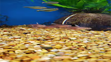 Aquarium Substrate: Choose the Best for Healthy Fish & Plants