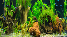 Aquarium Hardscaping: Essential for Healthy Fish & Gorgeous Aquascapes