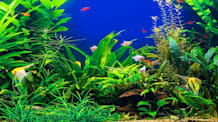 Aquatic Pet Safety: Keep Your Home Aquarium Pets Healthy & Safe