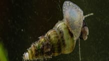 Aquarium Pest Snails: Identify, Prevent & Eliminate Your Problem