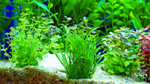 Master Aquatic Plant Care: Lush Aquarium Plants & Happy Fish