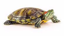 Aquatic Turtle Care: Master Tank, Food & Health for a Healthy Pet